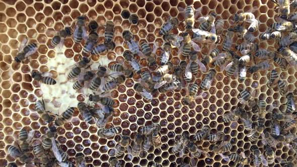 Flying Bees Collect Honey on a Private Apiary