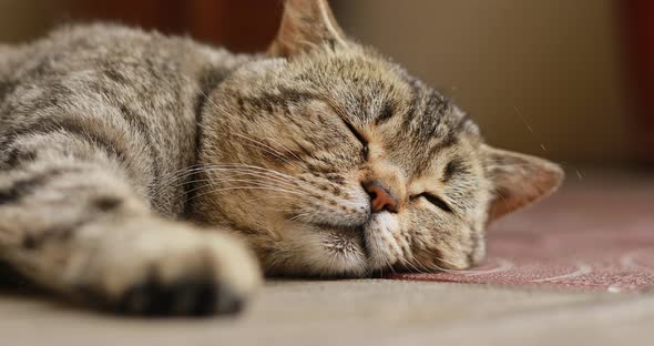 Close up portrait of a tabby british cat looking around. Home British, thoroughbred cat resting