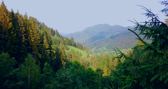 Summer forest in Carpathian Mountains