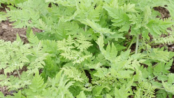 Myrrhis or myrrhis odorata green leaves close up.