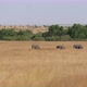 Family Of Wild Elephants Walks Through African Savanna With Yellow Grassland - VideoHive Item for Sale