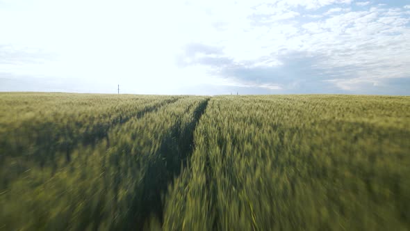 Flight of the Drone Over the Agricultural Lands with Young Spring Wheat and High Voltage Lines alt