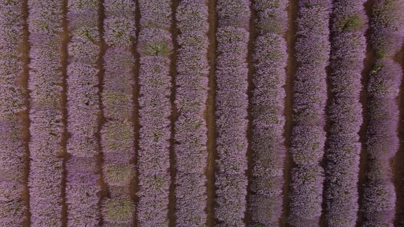Lavender Fields at the Summer Day Natural Color alt