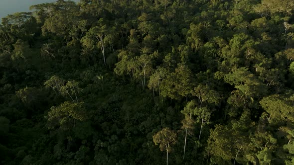 Aerial shot of Amazon Tropical rainforest during morning time. Large and Beautiful Amazon Rainforest alt