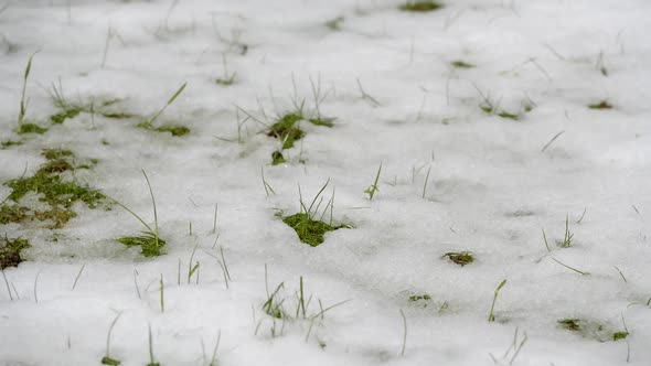 Snow Melting Revealing Green Grass