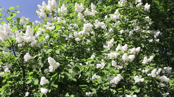 Beautiful Lilac Flowers in the Park in Summer