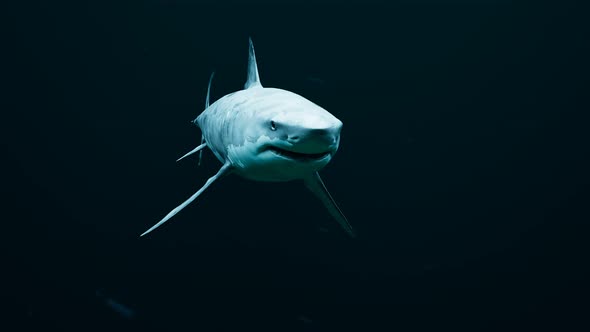 Shark swimming around on a dark sea. Wild animal in the black water. Predator. alt