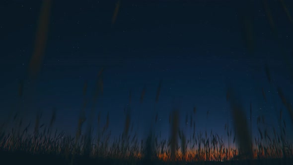 Silhouettes of Young Wheat Sprouts on Night Starry Sky Galaxy Natural Background alt
