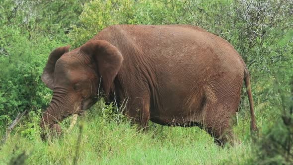 Slow motion of a wild elephant eating in the Kenyan bush, Africa alt