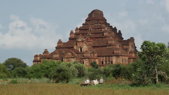 Farmers with cows and carriage driving towards Dhammayan Gyi Temple alt
