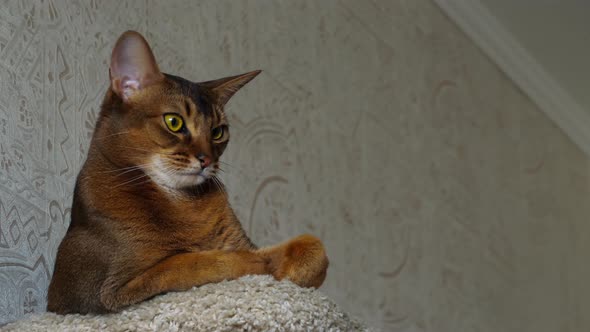 Abyssinian Cat Portrait alt