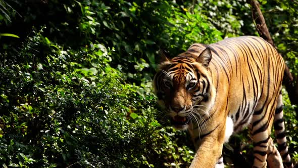 close up of bengal tiger walking in the forest