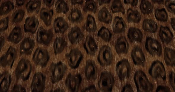 Abstract animal skin background animation.