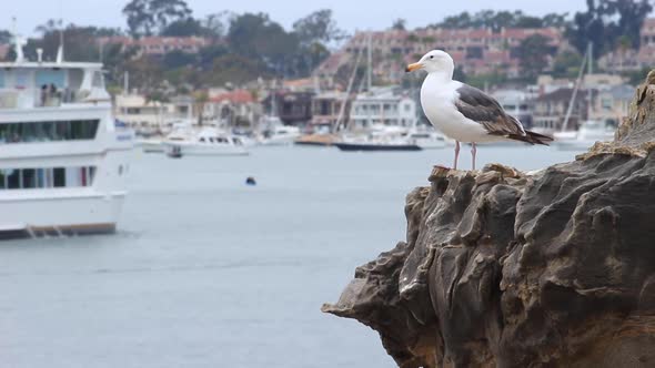 Seagull at Newport Harbor