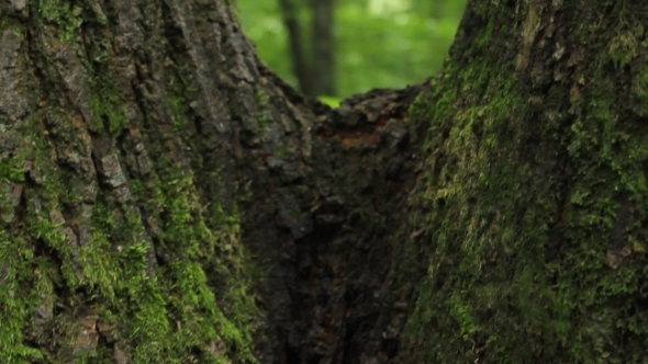 Tree Moss In The Woods 3