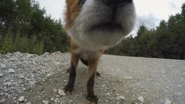 Beautiful Wild Red Fox Biting Camera on Road