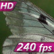 Butterfly at Their Fingertips - VideoHive Item for Sale