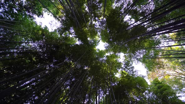 Arashiyama bamboo forest in Japan
