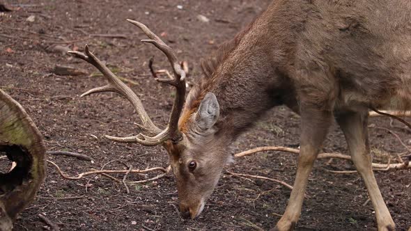 An adult deer is looking for food on the ground in the forest.