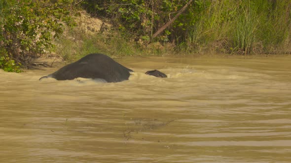 Asian elephant rolling around and splashing in a cool, muddy river. alt