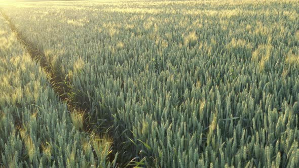 Ears of wheat and sunset over the agricultural crop 4K drone footage