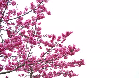 Cherry Blossom On White Background, Stock Footage | VideoHive