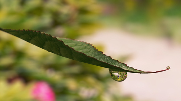 Leaf Dribbling Water