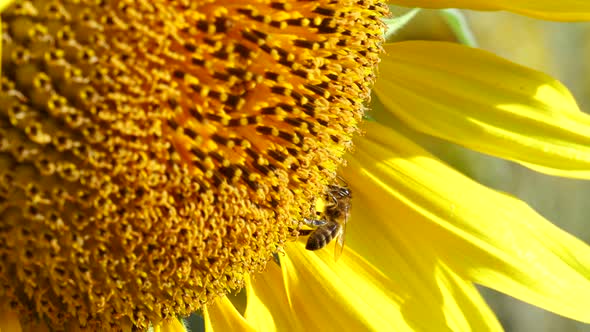 Close up view of vibrant yellow sunflower and bee collecting nectar and pollen