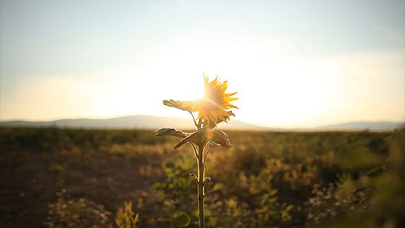 Sunflower in the Sunset 1