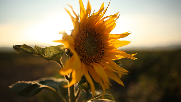 Sunflower in the Sunset 2