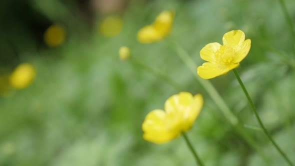 Shallow DOF   Creeping buttercups beautiful yellow buds green background  4K 2160p 30fps UltraHD foo alt