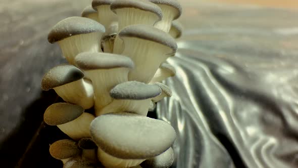 Mushrooms time lapse. Fungus macro footage. Oyster mushrooms time lapse.