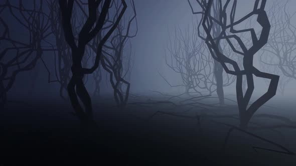 Spooky Forest in Fog