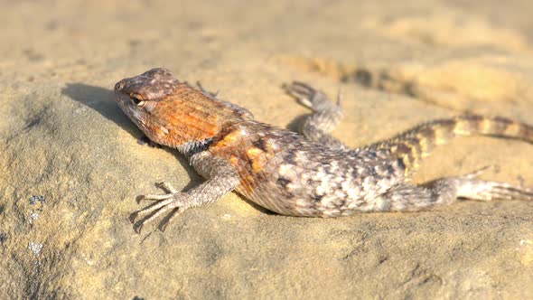 Desert Spiny lizard laying on rock watching ant alt