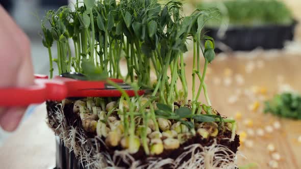The Gardener Is Cutting the Seedlings in the Potting Container with Special Scissors alt
