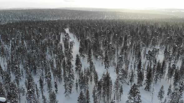 Forest near Saariselkaa, Lapland, Finland alt