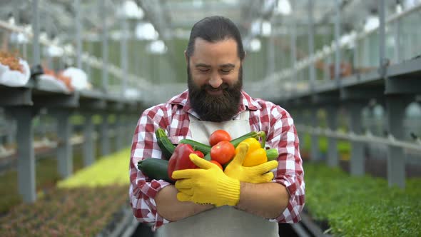 Excited Farmer Holding Handful of Fresh Harvest, Organic Vegetables Production