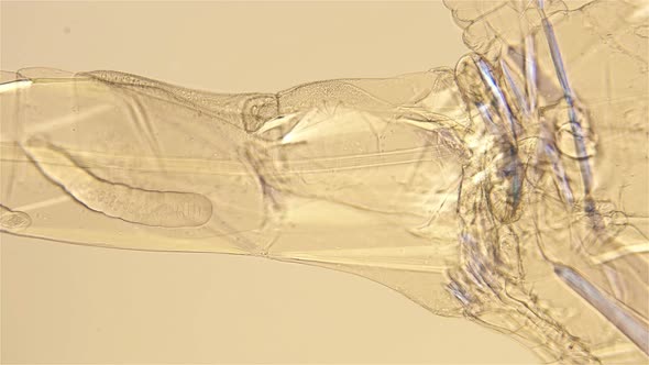 Zooplankton Under a Microscope, the Work of the Internal Organs alt