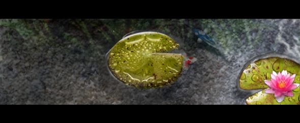 Profilebanner