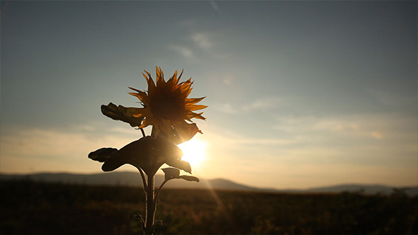 Sunflower in the Sunset 3