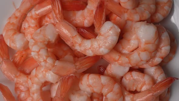 Shrimp 60 alt