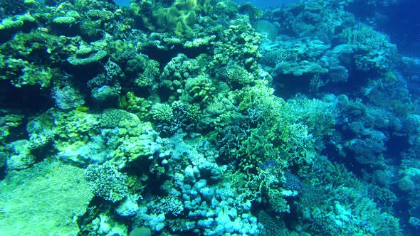Colorful Corals and Fish in the Red Sea Sharm El Sheikh