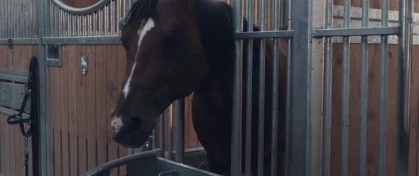 Horse in a Stable alt