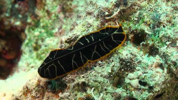 Black and orange Flatworm crawling over coral reef alt