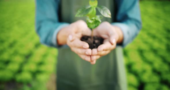 Man Holding Plant in Hands on Farm