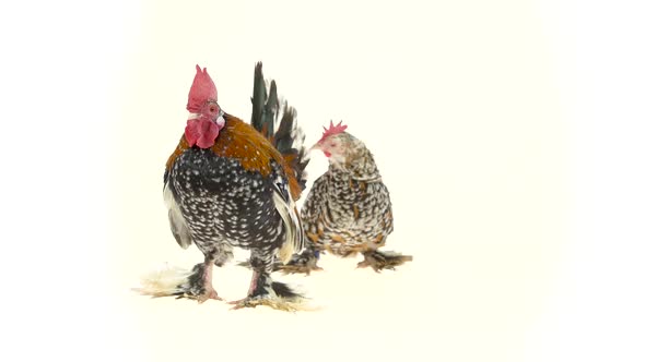 Rooster and Hen Milfler Isolated at White Background in Studio alt