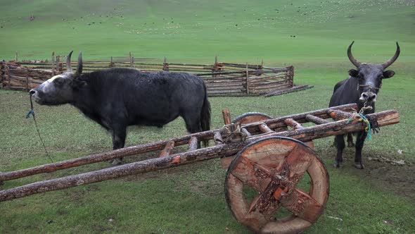 Traditional Tumbrel and Black Yak Steer in Rural Meadow alt
