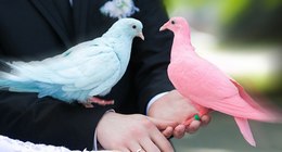 Animals Collection (Photos)