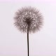 Dandelion Spins on White Background - VideoHive Item for Sale