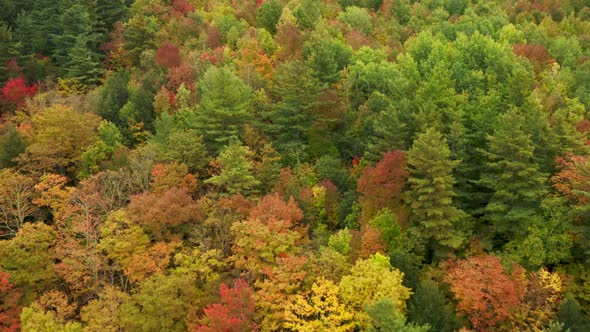 Aerial Colorful Forest on Fall Season Vibrant Autumn Colors Yellow Red Trees alt